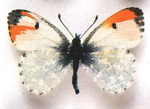 Anthocharis cardamines mosaic gynandromorph, Derbyshire, 4-29-1992 (Internet Image property of respective owner, non-commercial use only)